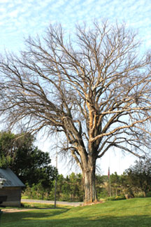 A view of a larger tree