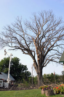 Wright-Hennepin Electric uses aerial bucket to trim mid-level branches