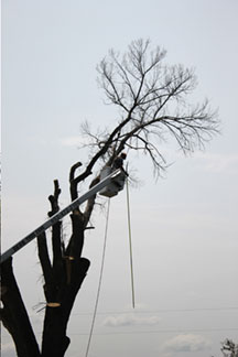 Wright-Hennepin Electric employee sits in aerial bucket and trims branches