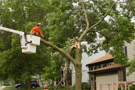 WH Services tree trimming
