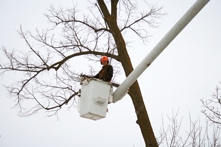 Winter tree trimming WH