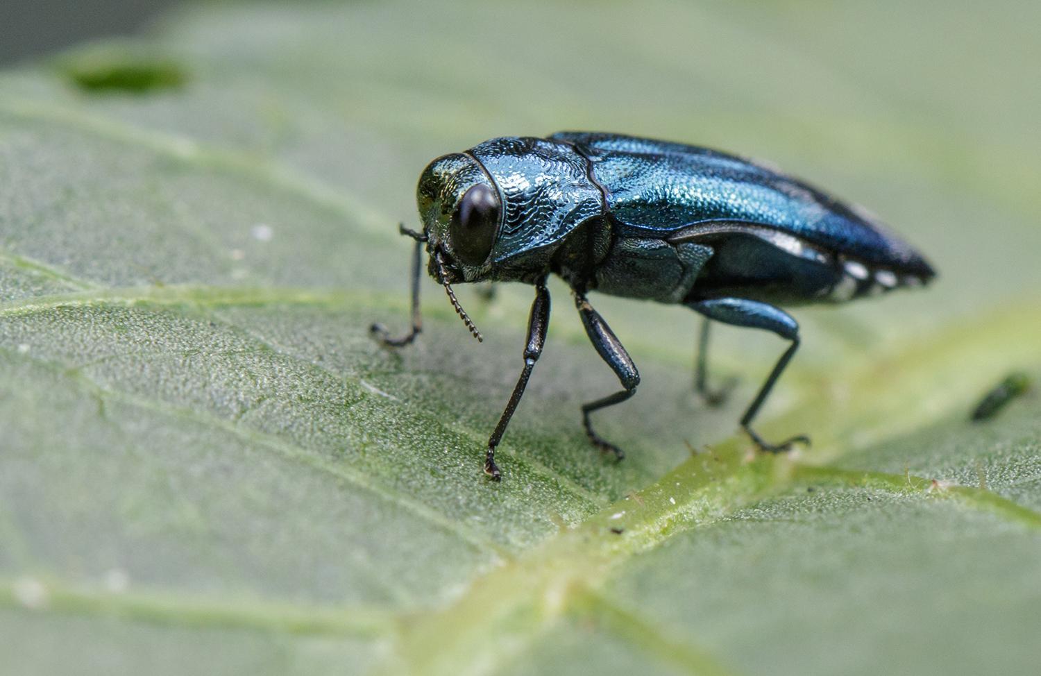 An emerald ash borer resting on a green leaf. 