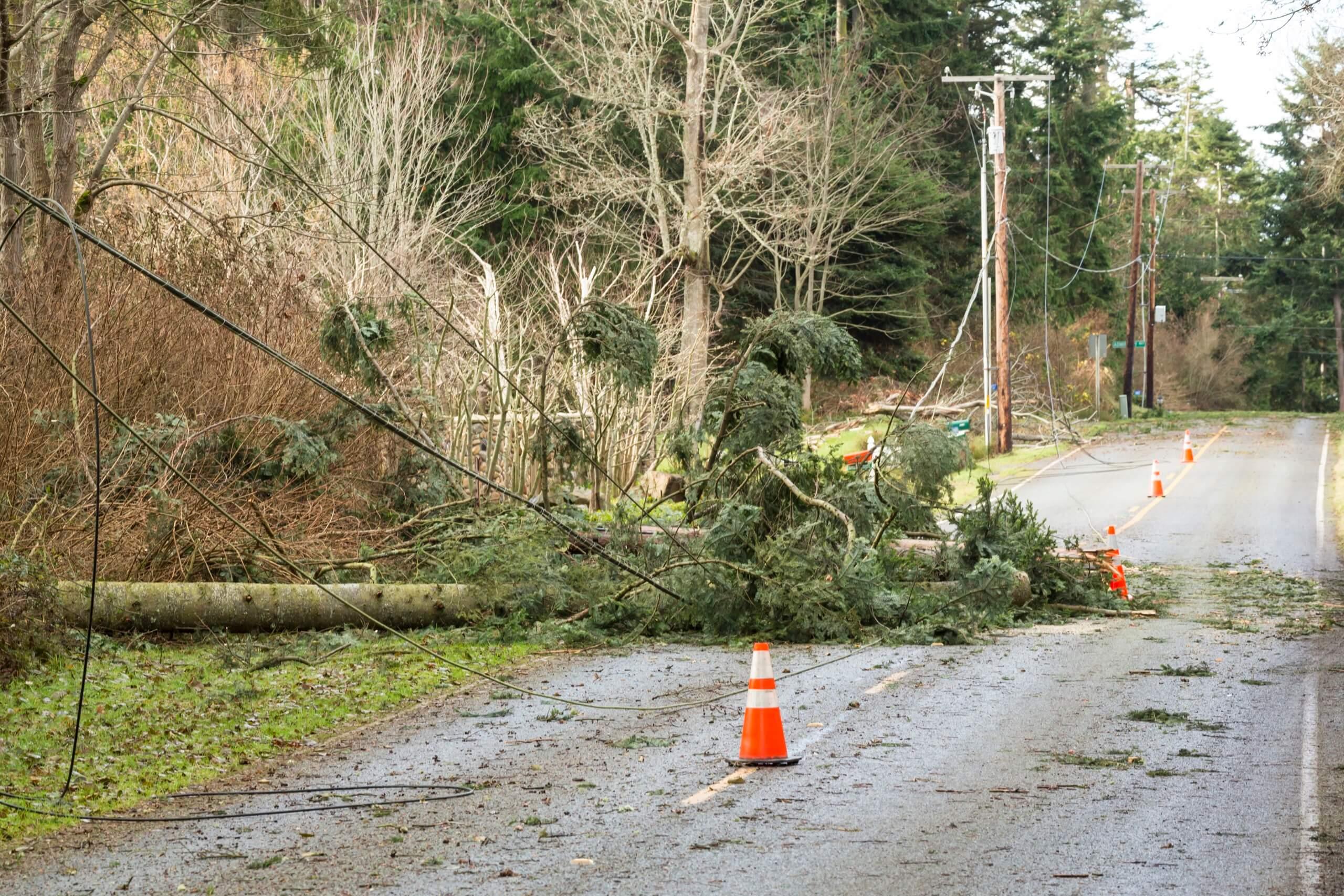 A fallen tree that has taken out a power line alongside the road