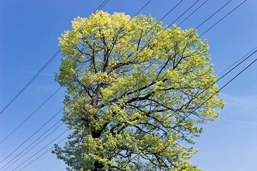 Power lines crossing through tree branches