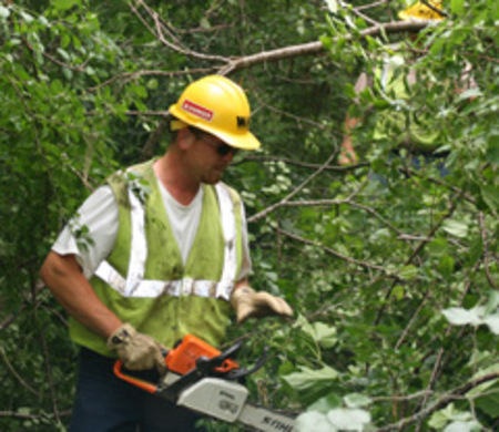 Tree trimming crew