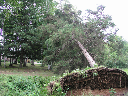 Storms, trees and responsibilities