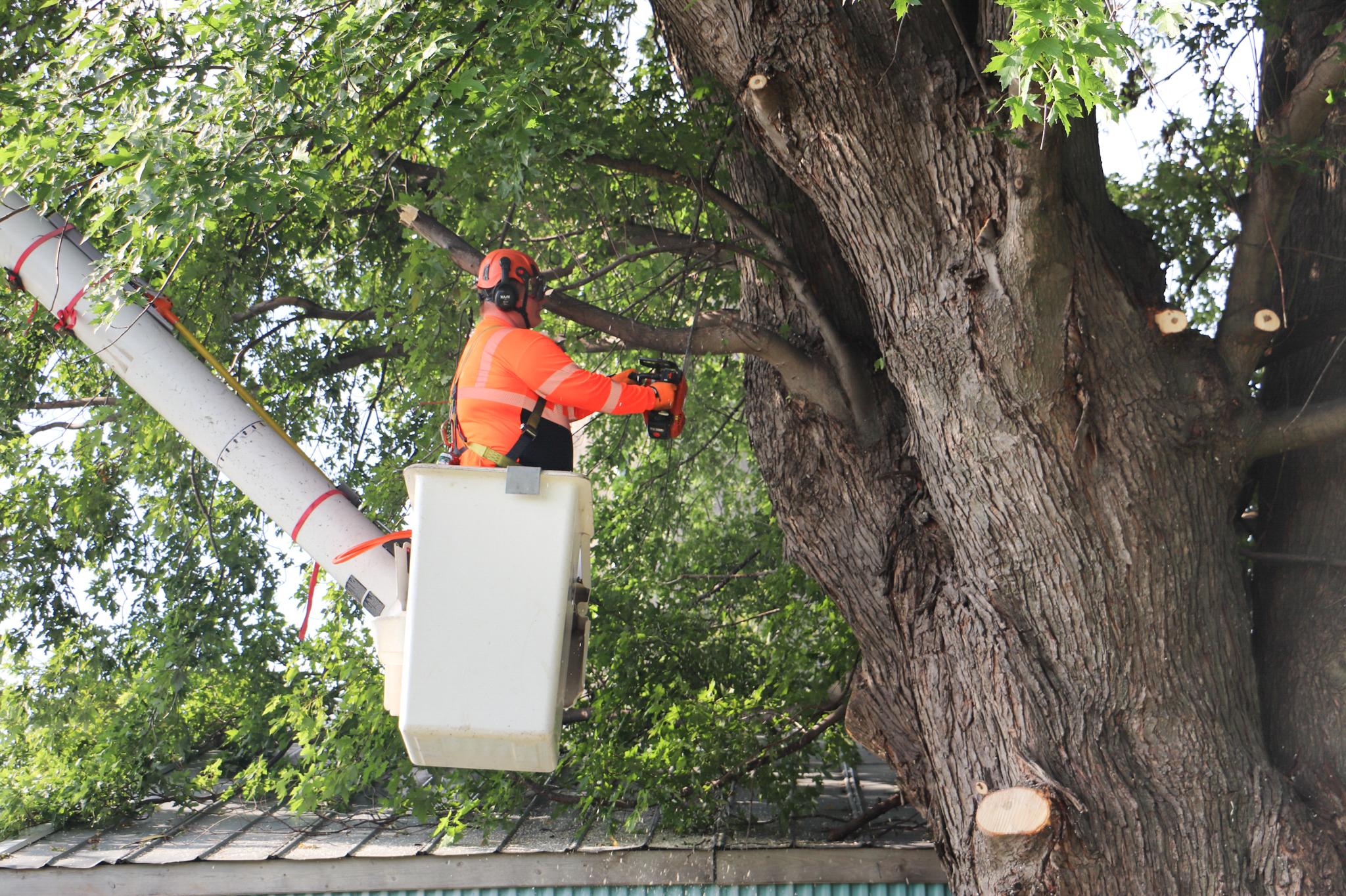 Tree Trimming