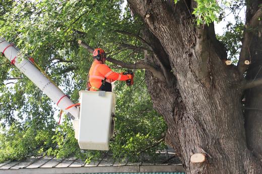 Wright-Hennepin Electric's employee uses aerial bucket to work on trees