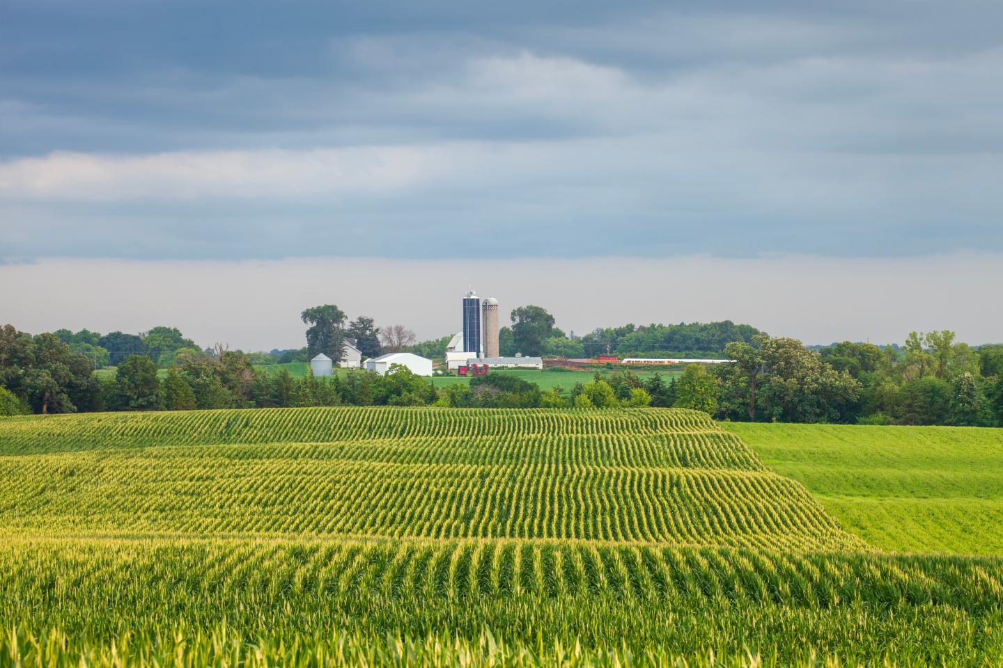 corn field
