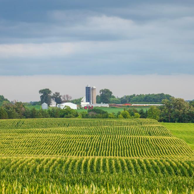 corn field